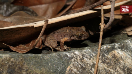   Descubren en China una nueva especie de rana bautizada en honor al kung fu 
