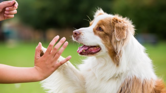 Perro saludando con su pata a una persona