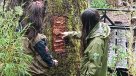 Conaf denunció daños a Coihue Abuelo, árbol de 600 años