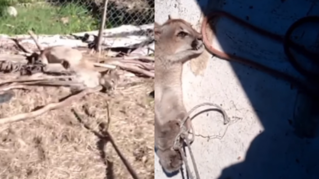 SAG denunció maltrato y asesinato de madre puma y sus cachorros en Cochamó