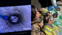 Bomberos de Maipú rescató a pequeño gato atrapado en concreto