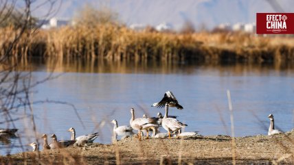  Lhalu, el humedal natural urbano de mayor altitud 