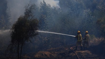 Superficie afectada por incendio en la comuna de Maule supera las 1.100 hectáreas