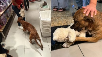   Perrito callejero toma un peluche de una tienda y clientes se organizan para pagarlo 