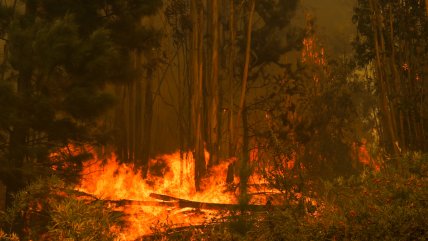 PDI detuvo a hombre de 61 años por incendio forestal en Pichidegua