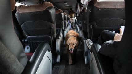   Carabineros incautó 20 kilos de cocaína en bus interprovincial en Coquimbo 