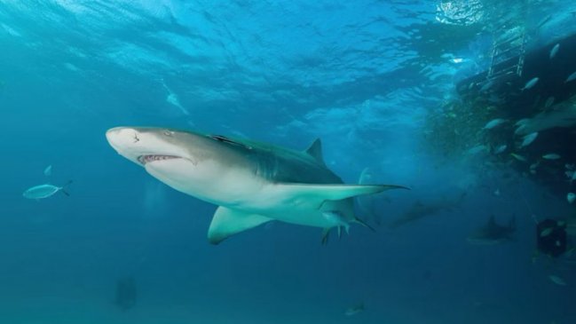 Tres ataques de tiburón en 24 horas alarman a Sidney: Dos niños y un adulto los afectados