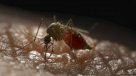 ¿Cómo se encontró al mosquito que transmite el dengue en una bodega del Aeropuerto de Santiago?