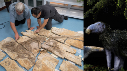  Descubren en China un dinosaurio con púas de puercoespín de 125 millones de años  