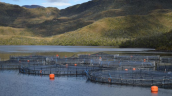 Sernapesca investiga masiva muerte de 283 toneladas de salmón en centro de cultivo