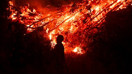 Incendio en Vichuquén: Van 200 hectáreas consumidas y tres casas afectadas
