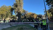 Árbol cayó y mató a joven que estaba sentado en el céntrico Parque Italia de Valparaíso