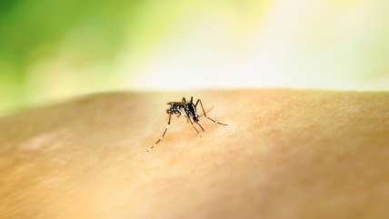 Paso Los Libertadores cierra por hallazgo de mosquito sospechoso de ser transmisor del dengue