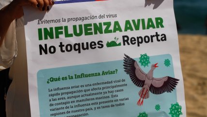 Uruguay declaró emergencia sanitaria por gripe aviar y restringió el movimiento de aves