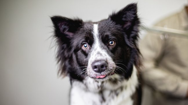 Corte ordena a dueños de perro pagar $200 mil tras morder a adolescente en edificio de Ñuñoa