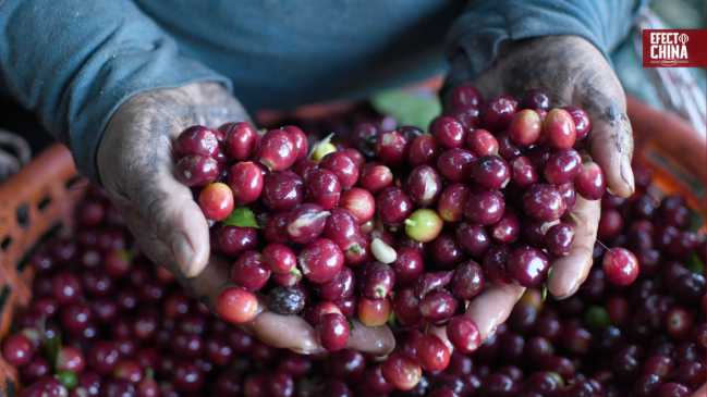 El aroma a café de las montañas de Atitlán en Guatemala conquista el mercado chino