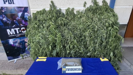   Melipilla: PDI detuvo a sujeto e incautó más de 380 plantas de marihuana 