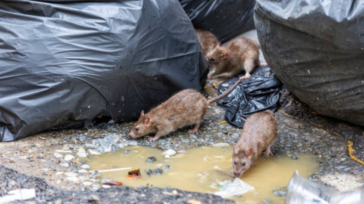 Los ratones y el estadio del PSG, inesperados asuntos en la elección municipal de París