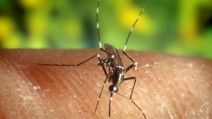 La ciencia descubre las reglas de ataque de los mosquitos