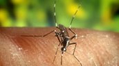 La ciencia descubre las reglas de ataque de los mosquitos