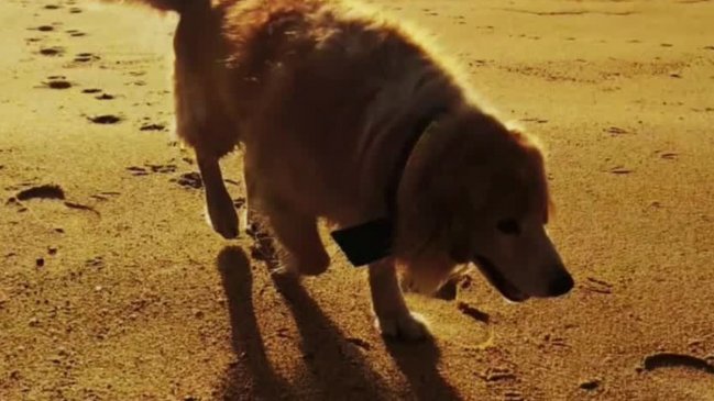 Perrito murió tras recibir descarga eléctrica de alumbrado público en Viña del Mar