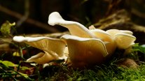 El reino Fungi como pilar esencial para la supervivencia humana