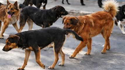 Autoridades clausuraron dos criaderos ilegales de perros en Victoria