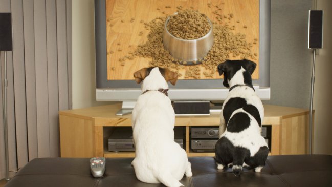 Etóloga por canal para perros: 