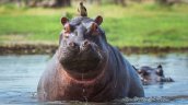 Colombia opta por la eutanasia de 80 hipopótamos que heredó de Pablo Escobar