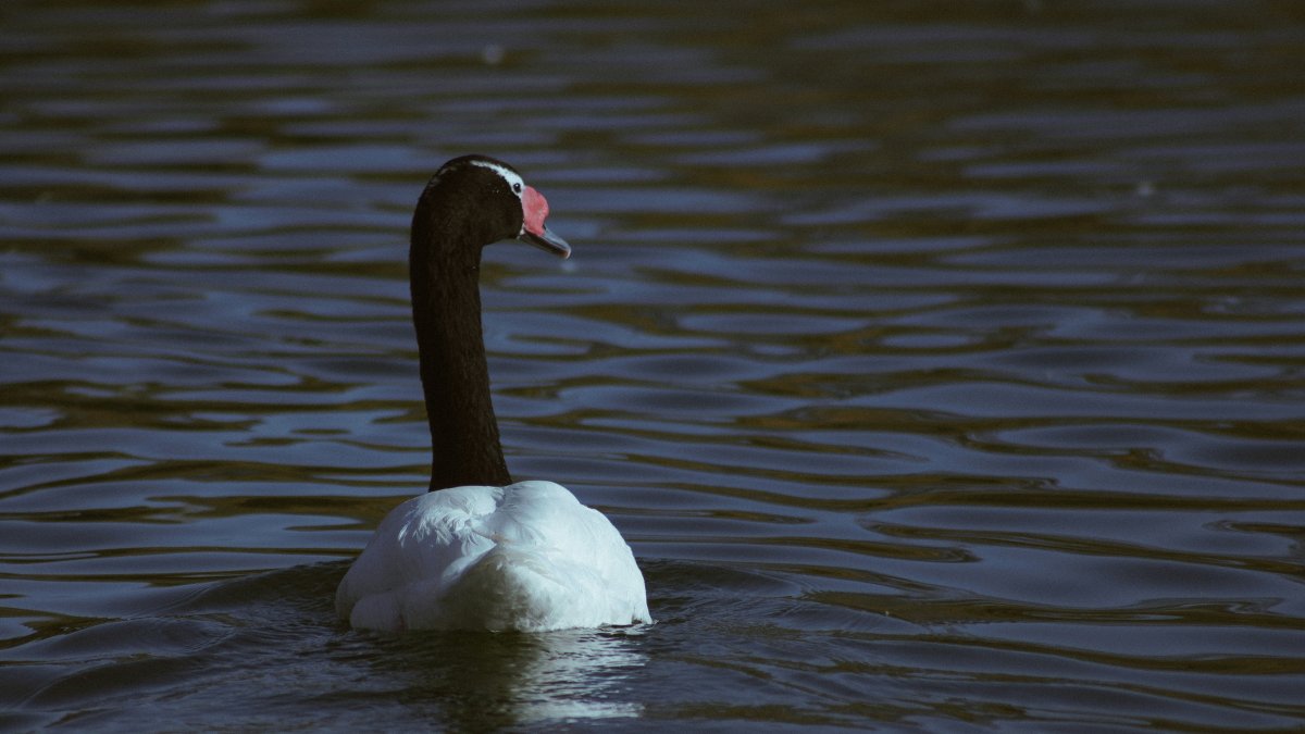 Detectan influenza aviar en cisne de cuello negro en humedal de Los Ríos