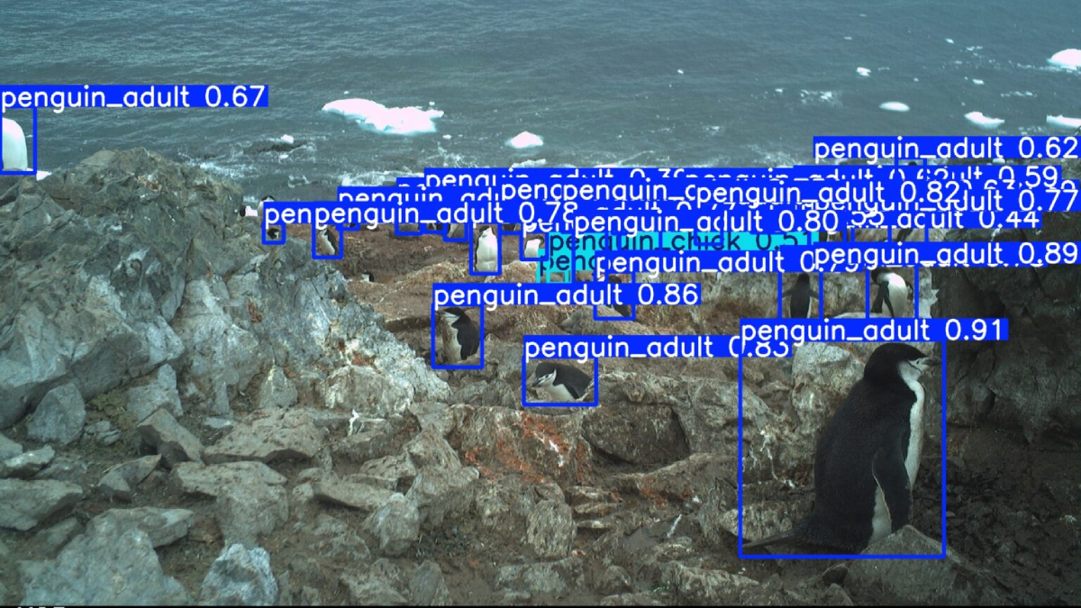 Proyecto chileno revoluciona el monitoreo de pingüinos con cámaras trampa e IA