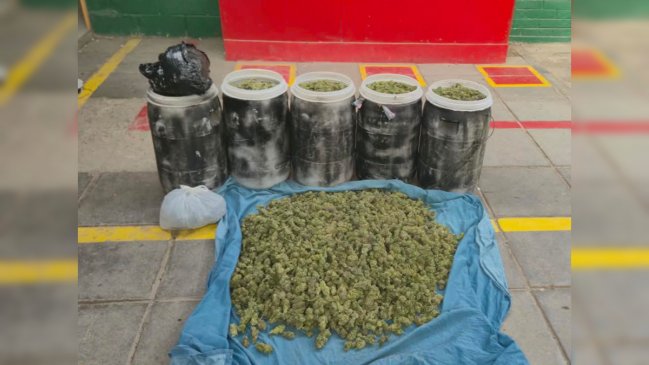 Fuerte olor destapó gran acopio de marihuana en una casa de Pudahuel
