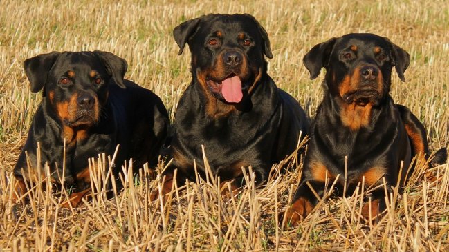 De tal palo: Rottweilers de un secuestrador preso atemorizan a vecinos de Valparaíso