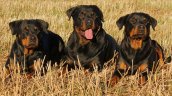 De tal palo: Rottweilers de un secuestrador preso atemorizan a vecinos de Valparaíso
