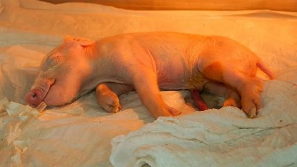 Brasil creó el primer chancho clonado de Latinoamérica para trasplantes a humanos