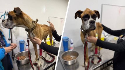 Detienen a dueño de perro en estado crítico por maltrato animal en San Pedro de la Paz