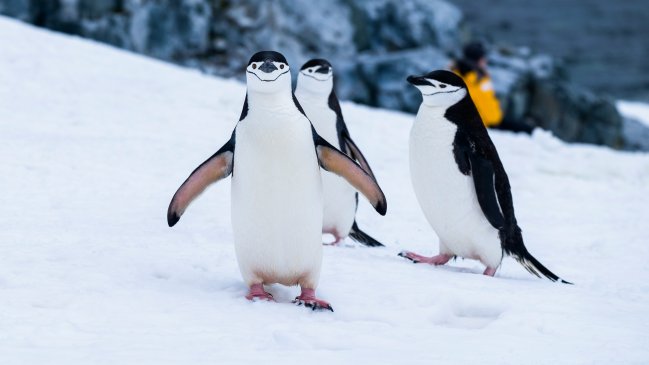 Día Mundial del Pingüino: por qué Chile tiene una responsabilidad clave en su conservación