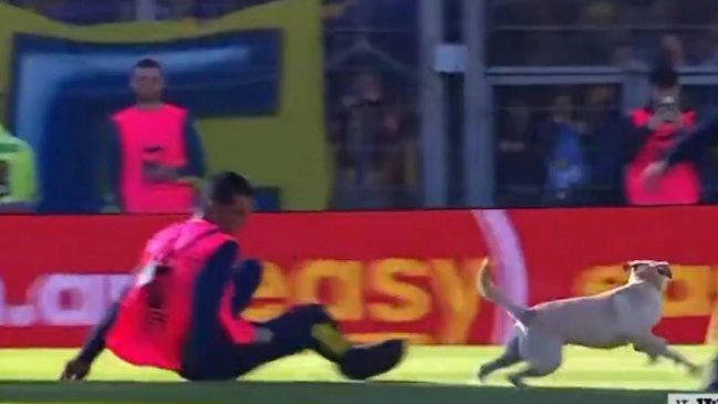 [VIDEO] No lo podían pillar: Travieso perrito hizo de las suyas en el Rosario vs. Tigre
