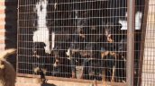 Octogenario sufrió brutal ataque de jauría de rottweilers en Valparaíso