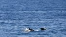 Junto al calor, delfines llegaron a la costa de Viña del Mar