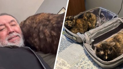   Las gatas de Don Carter conquistaron las redes: 