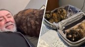 Las gatas de Don Carter conquistaron las redes: 