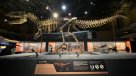 T-rex llega a Beijing: China exhibe por primera vez un esqueleto del 