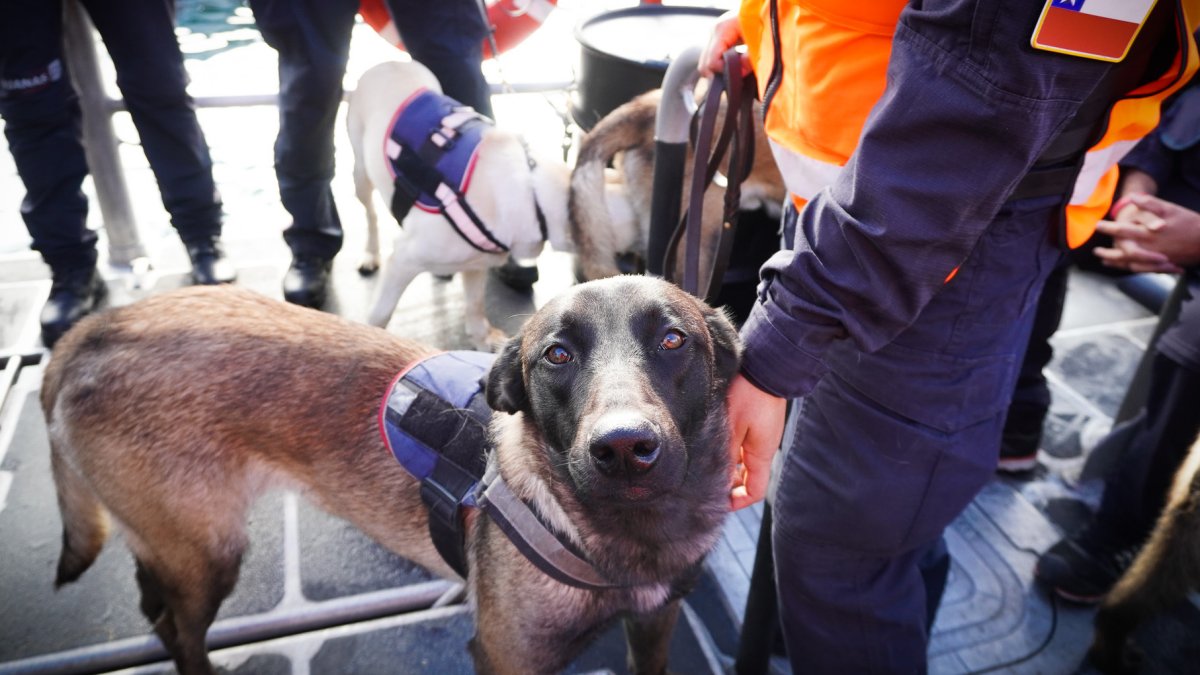 Egresados: cuatro perros Belga Malinois ya son parte de la Policía Marítima