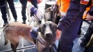 Egresados: cuatro perros Belga Malinois ya son parte de la Policía Marítima