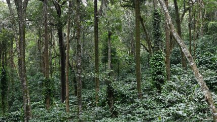 La superficie forestal mundial se redujo en 41 millones de hectáreas entre 2015 y 2025