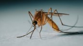 Brote de dengue en Rapa Nui suma 24 casos y Senapred mantiene alerta amarilla
