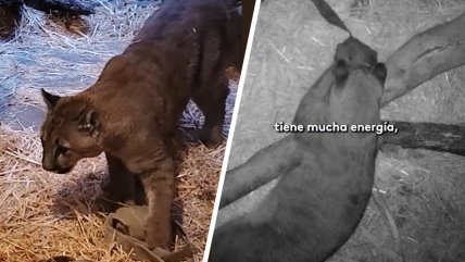   Cachorro de puma es tratado en el Zoo: no podrá volver a su hábitat 
