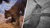 Cachorro de puma es tratado en el Zoo: no podrá volver a su hábitat