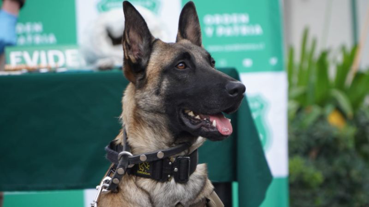 El primer perro detector de armas y municiones en Carabineros se llama "Luksic"